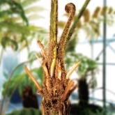 Cyathea