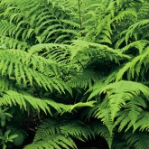 Athyrium