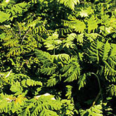 dryopteris Plumosum