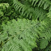 Pteridium